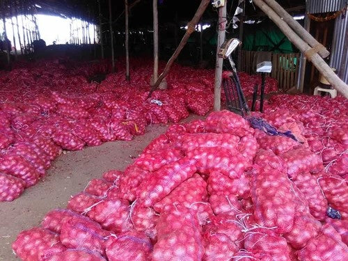 Fresh Red Onion from Iran per kilogram