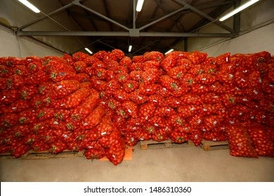Fresh Red Onion from Iran per kilogram