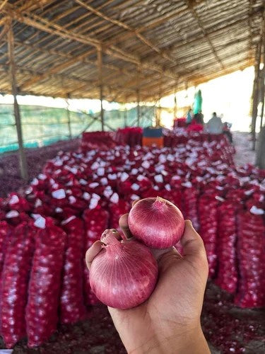 Fresh Red Onion from Iran per kilogram