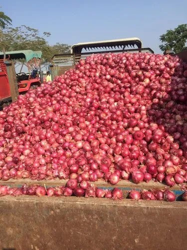 Fresh Red Onion from Iran per kilogram