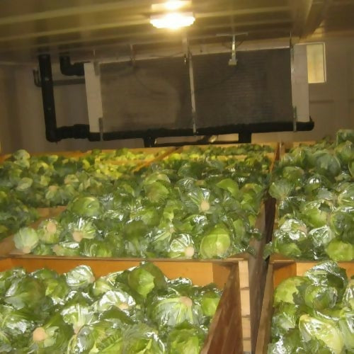 omancabbage4