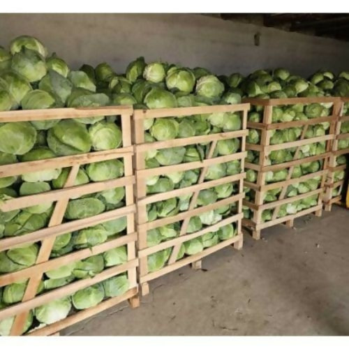 cabbage4