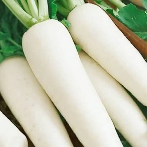 radish-white-long-500x500