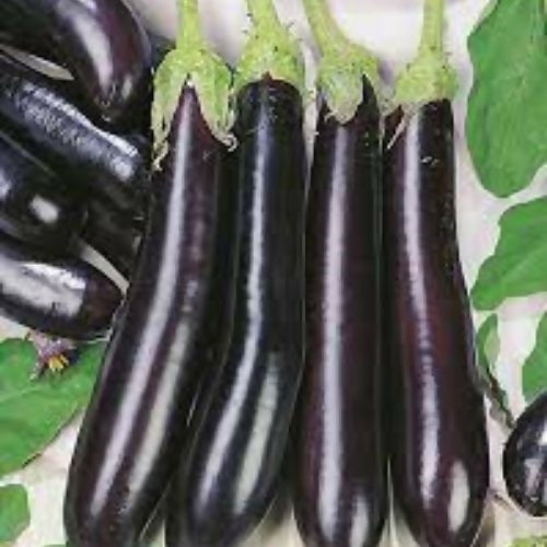 eggplantlong2