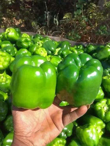 green-bell-pepper-500x500
