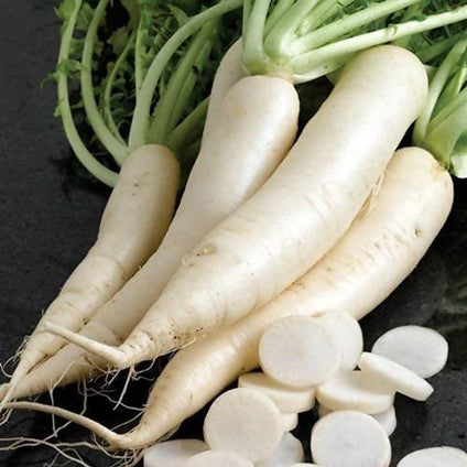 White Radish (Mooli) Wholesales 1kg. فجل أبيض طازج White Radish (Mooli) Wholesales 1kg. فجل أبيض طازج
