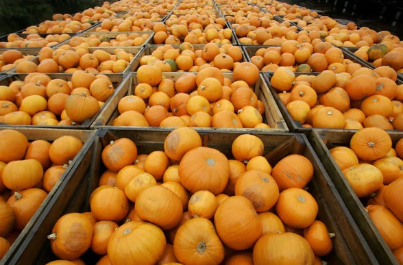pumpkin9