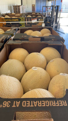 Best Selling Fresh Sweet Melon (Cantaloupe) at Wholesales Price Per Kg