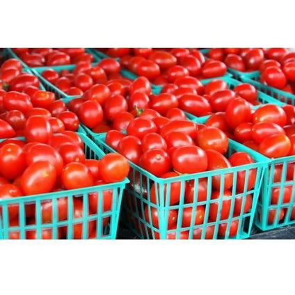 Best Selling Fresh Tomatoes Regular at Wholesales Price Per Kg