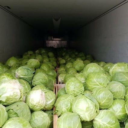Fresh Omani Cabbage for wholesales