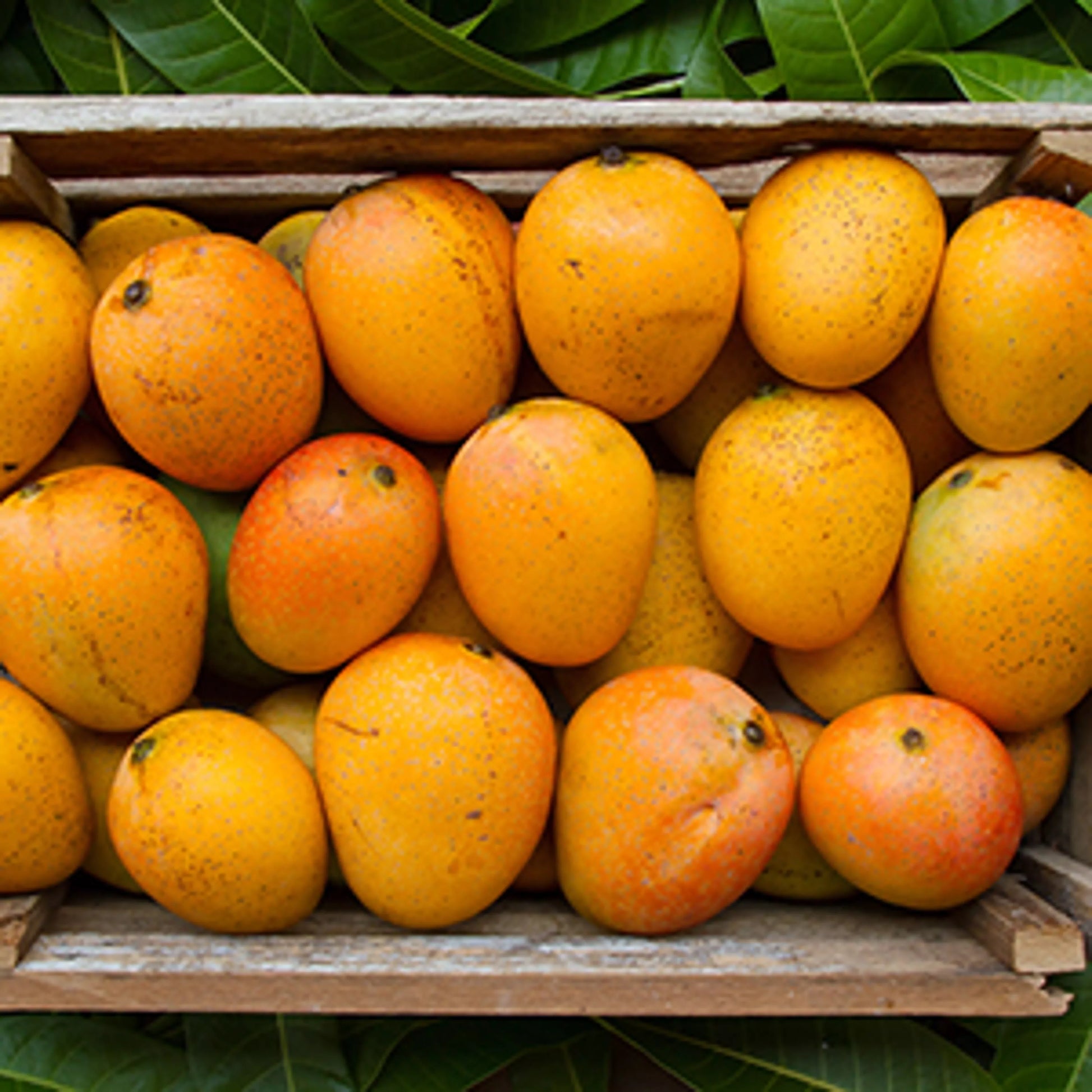 mango2