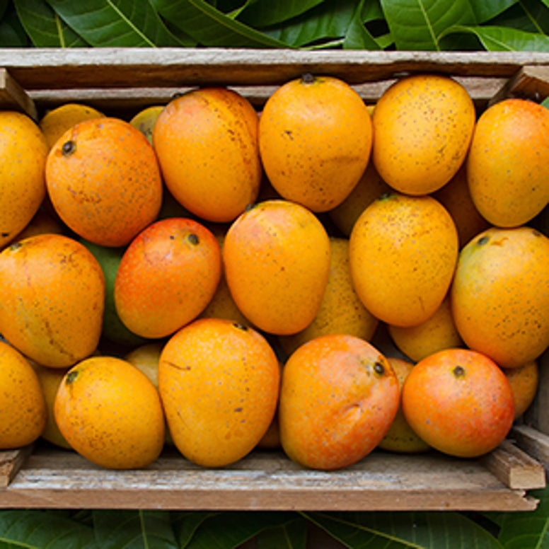 mango2