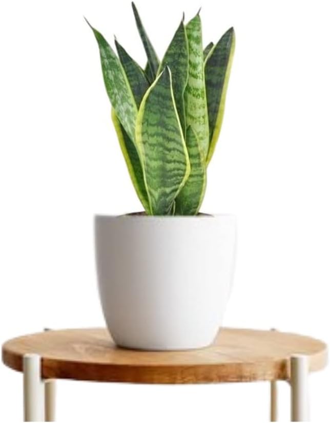 Sansevieria Fresh Live | Indoor Natural Air Purifier Indoor Snake Plant Pack of Two