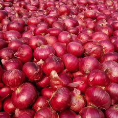 redonion1