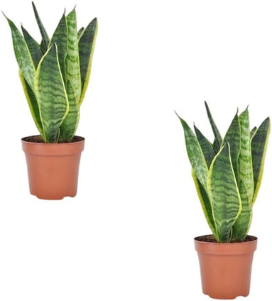 Sansevieria Fresh Live | Indoor Natural Air Purifier Indoor Snake Plant Pack of Two