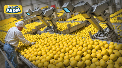 Best Selling Fresh Lemon at Wholesales Price Per Kg