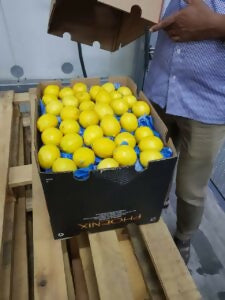 lemonsa3