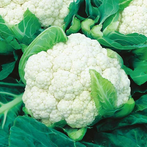 bloemkool-3