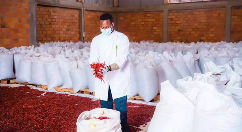 africanchilli4