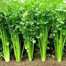 coriander3