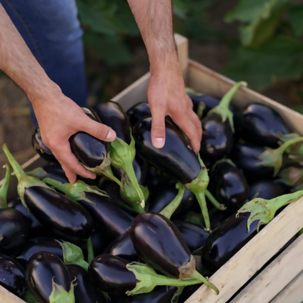 Fresh Egg Plant wholesales available at affordable price