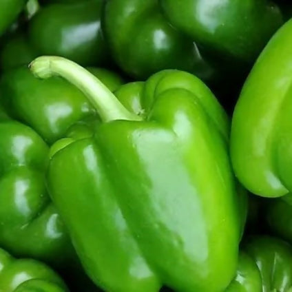 Capsicum Green Chilli Pepper at wholesales price