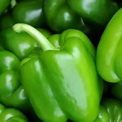 capsicum1