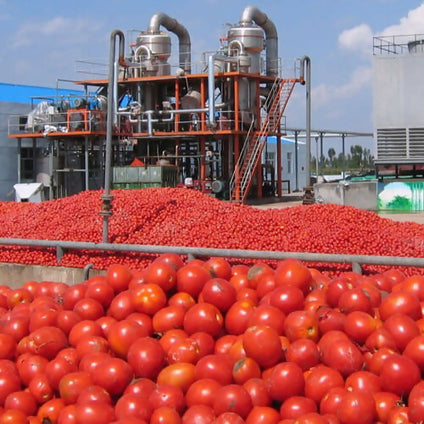 Al Mudhish Tomato Paste 25 x 70g
