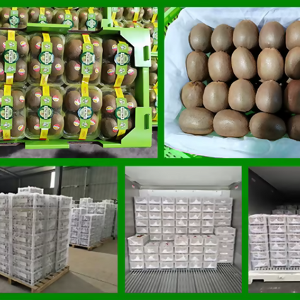 Iranian Delicious Kiwi wholesales is available per kilogram