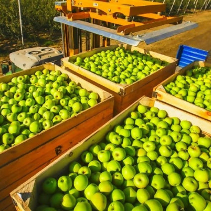 Fresh Green Apple in a large qauntity is available