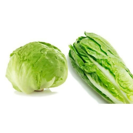 Best Selling Iceberg Lettuce at Wholesales Price Per Kg