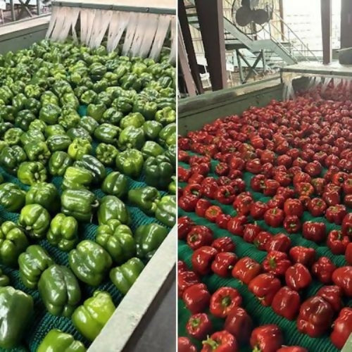 pepperstall