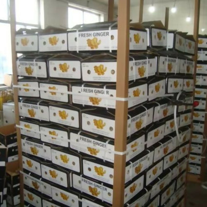 Fresh Ginger in large quantity available
