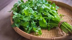 coriander2