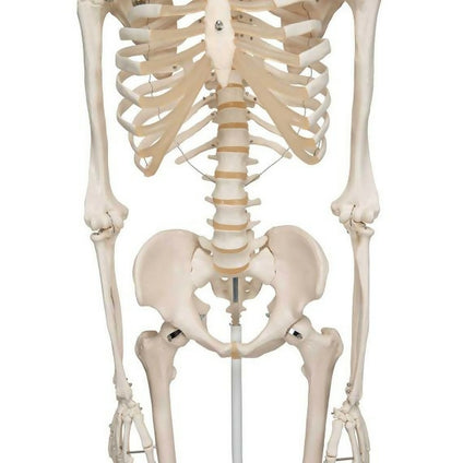 SCIENTIFIC HUMAN SKELETON MODEL