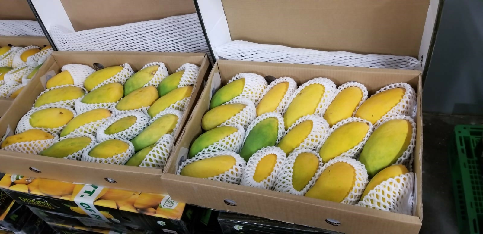 pakimango6