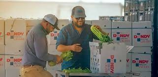 Best Selling Fresh Celery at Wholesales Price Per kg