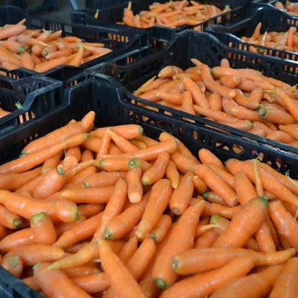 Fresh Carrot with Leaf wholesales available