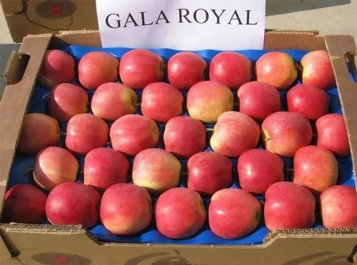 royalapple4