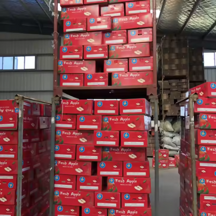 Buy Fresh Apple Fuji in large quantity