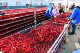 Best Quality Egypt Origin Export 100% Natural Fresh Vegetables Premium Grade Red Kapia Peppers at Wholesale Market Price