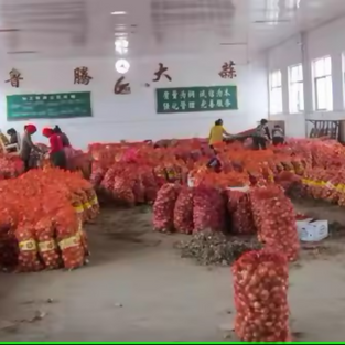 Egypt Origin Wholesaler of Good Quality Bulk Sale Premium Grade Vegetables Fresh Red Onion at Reasonable Market Price