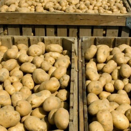 Fresh Potato at wholesales price availbale