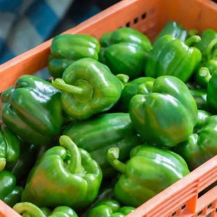 Fresh Capsicum Green Pepper, Available in Wholesales. فلفل أخضر بارد طازج، متوفر بالجملة