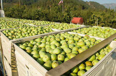 pearharvest