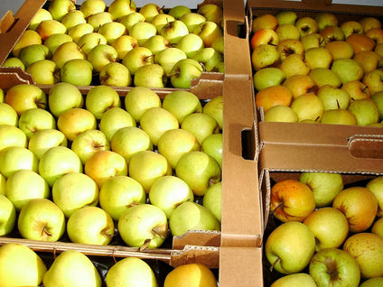 Fresh Golden Apple availbale in large quantties