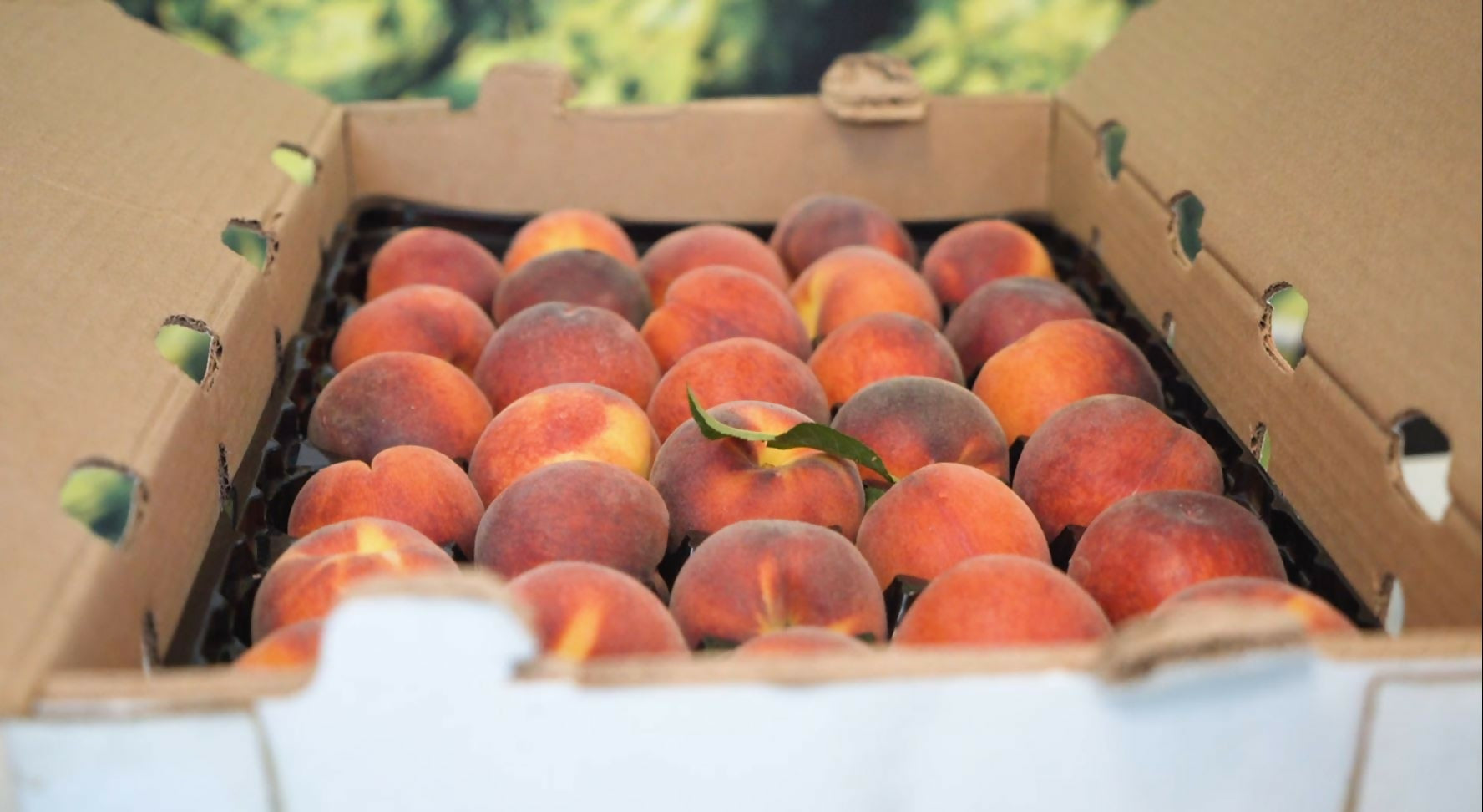 peaches7