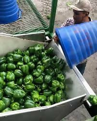 pepperstall4
