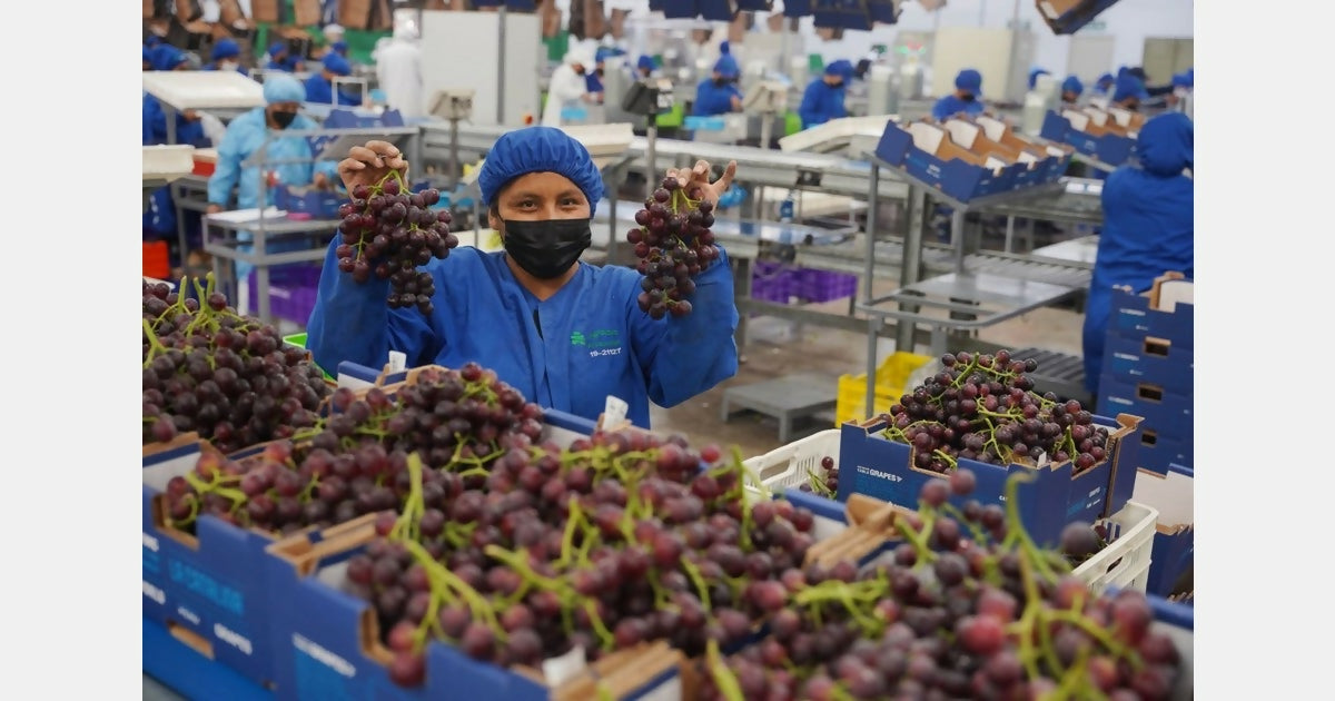 grapefactory