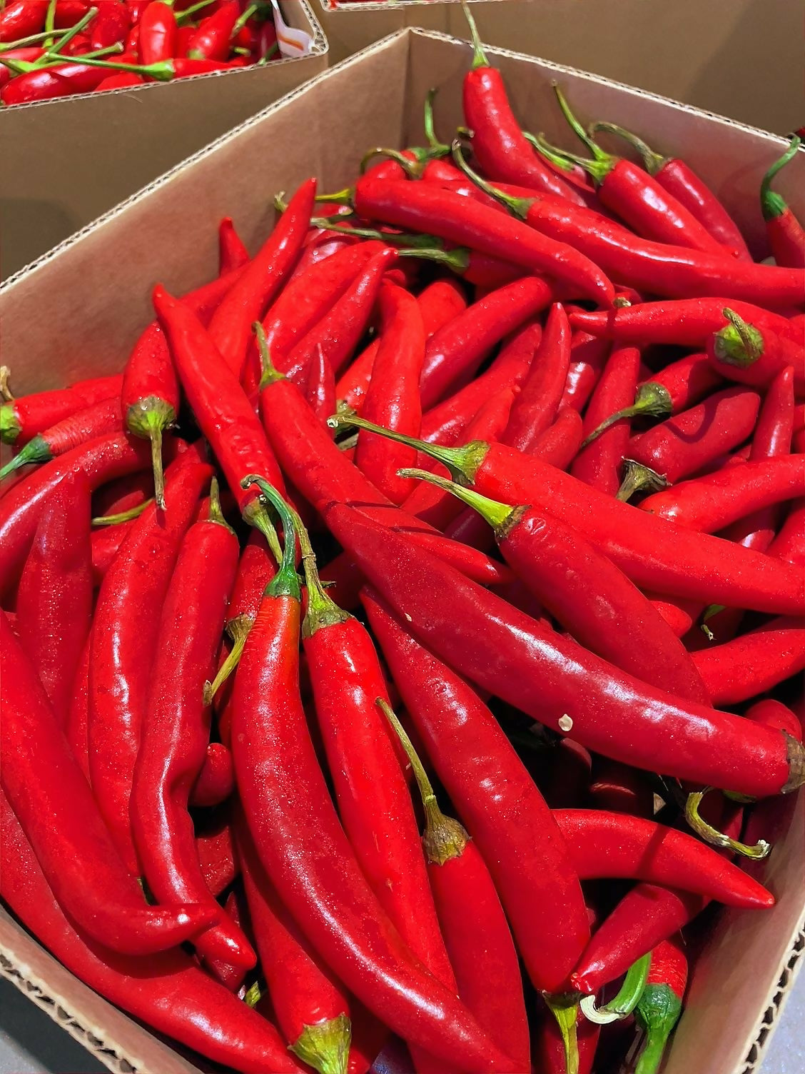 africanchilli5